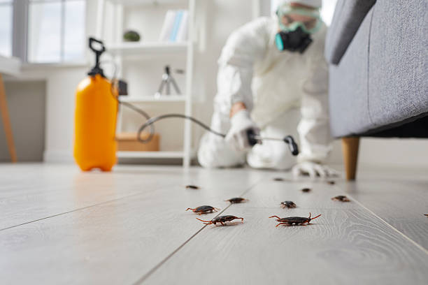 Commercial Rodent Management in Seymour